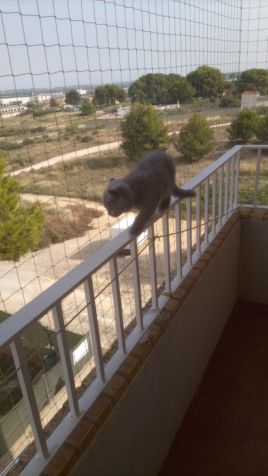 Gato tumbado con seguridad sobre una red instalada en un balcón