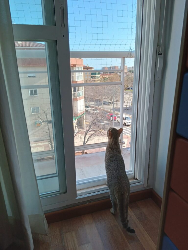 Doris red seguridad gatos Benicassim