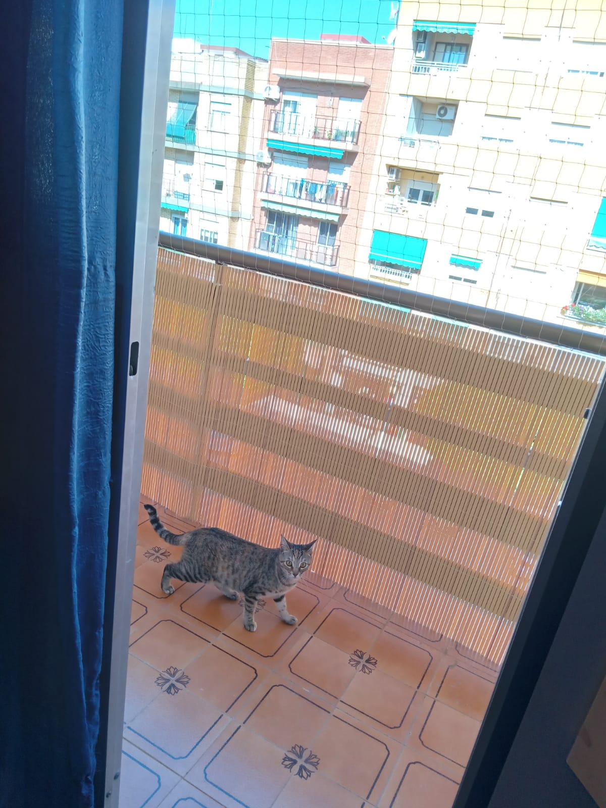 Red de seguridad para gatos en Picanya