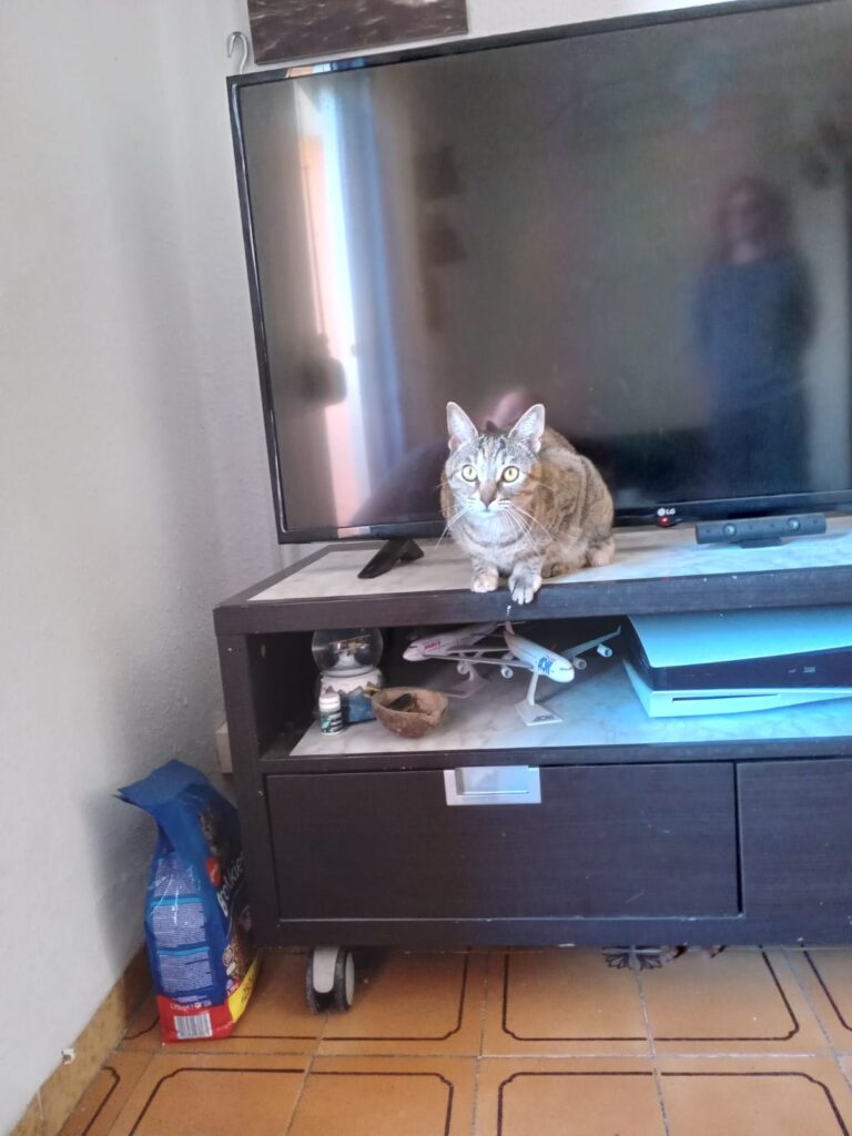 Instalación red seguridad gatos en Picanya 006