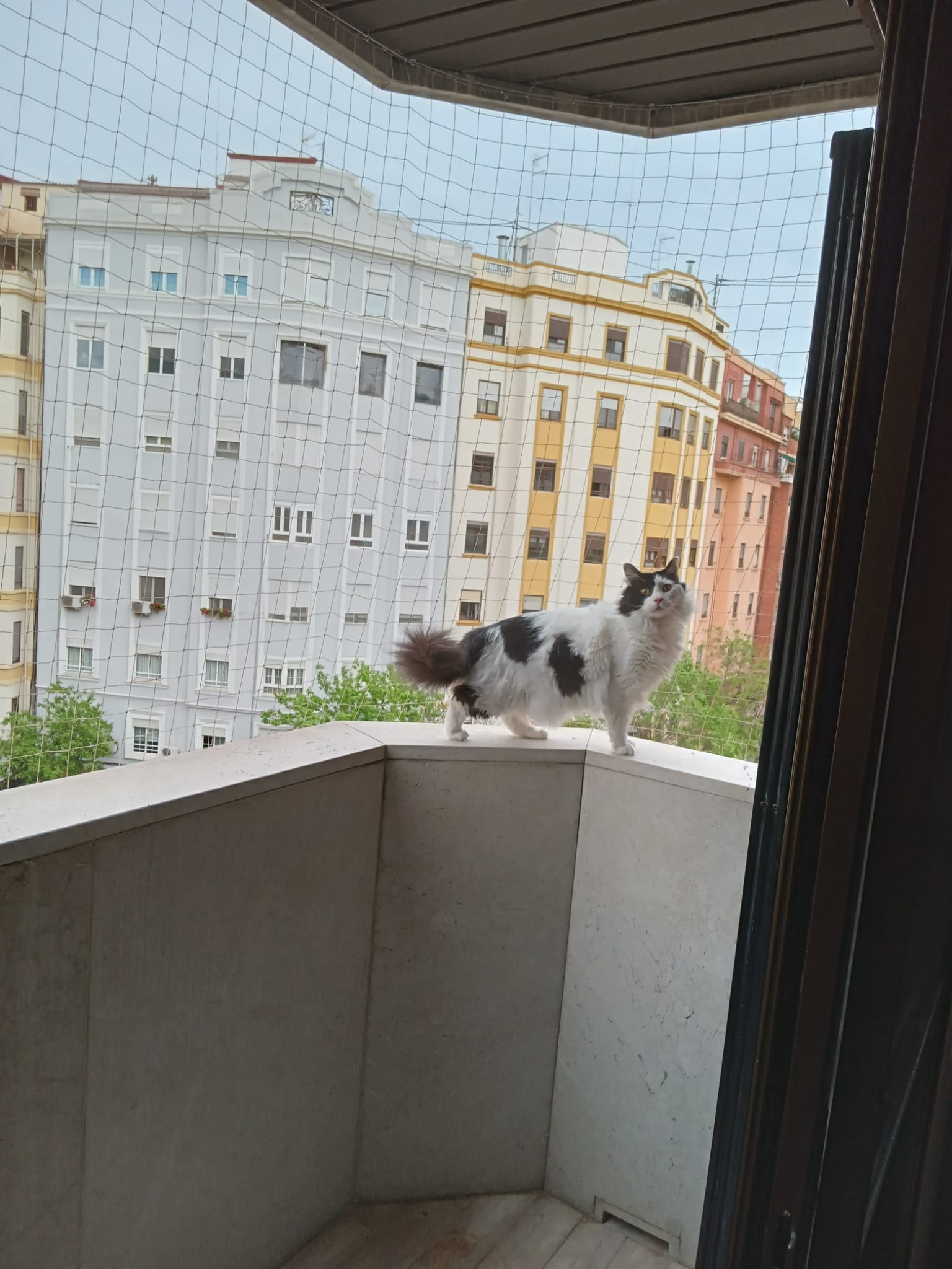Gato Spider junto a su red de seguridad