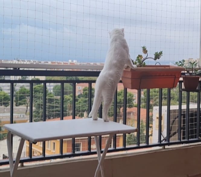 Intalación de redes seguridad para gatos ático Avenida del cid