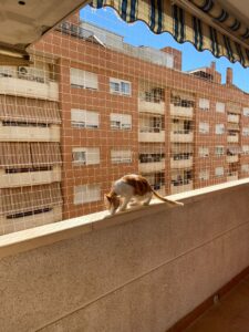 Instalación de redes para gatos Carrer 8 de març Alacuás Raquel Nombre del gato kirk 01