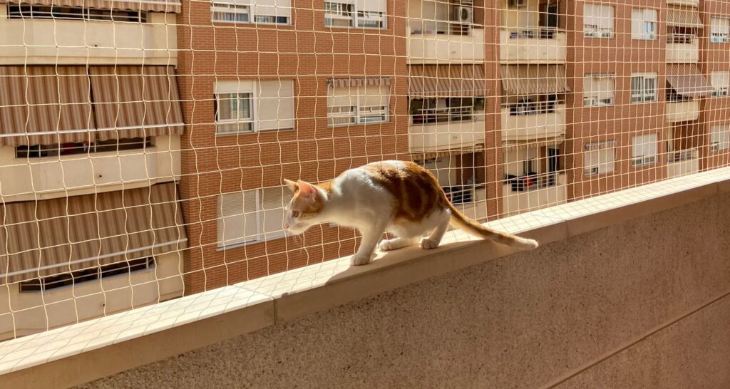 Instalación de redes para gatos Carrer 8 de març Alacuás Raquel Nombre del gato kirk 01