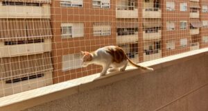 Instalación de redes para gatos Carrer 8 de març Alacuás Raquel Nombre del gato kirk 01