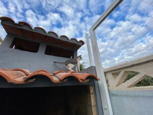 redes seguridad gatos patio trasero adosado