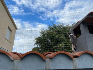 redes seguridad gatos patio trasero adosado