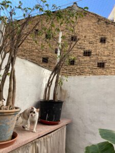 Instalación de red para gatos con cerramiento completo Gatita Chila