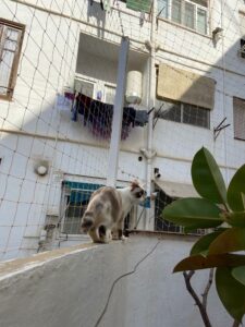 Instalación de red para gatos con cerramiento completo Gatita Chila