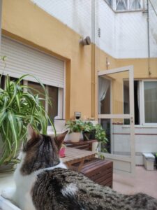 Samba la gatita fallera ya tiene su cerramiento completo en su vivienda