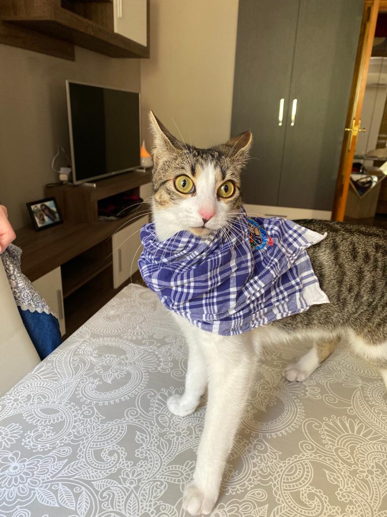 Samba la gatita fallera ya tiene su cerramiento completo en su vivienda