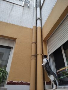 Samba la gatita fallera ya tiene su cerramiento completo en su vivienda