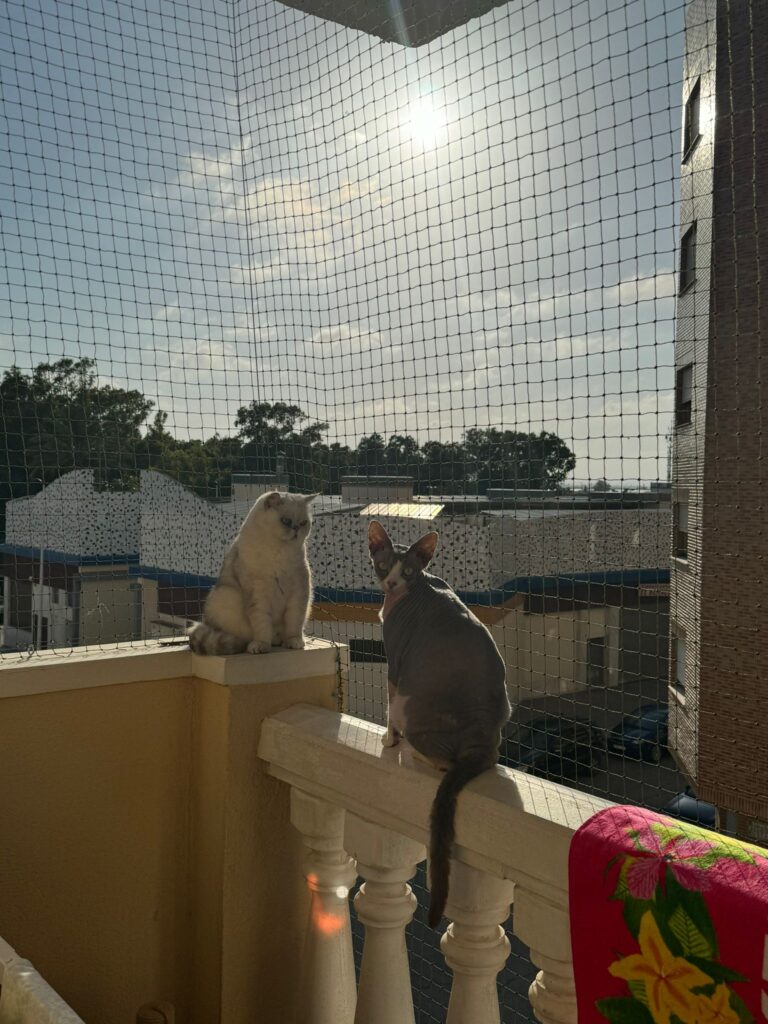 Fieras tomando el sol
